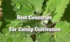 Best Countries For Catnip Cultivation