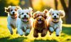 The Cavapoo: What Is It?