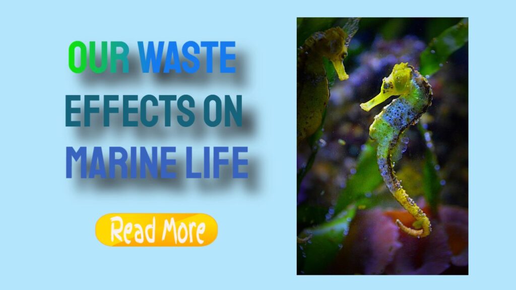 Waste’s Impact on Marine Life: A Growing Concern