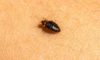 Identification, Treatment, and Prevention of Bed Bug Infestations