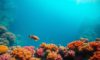 Diving and Snorkeling Guide to the Great Blue Hole Belize