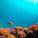 Diving and Snorkeling Guide to the Great Blue Hole Belize