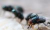 Maggot Extermination Tips for Homes in Sydney