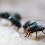 Maggot Extermination Tips for Homes in Sydney