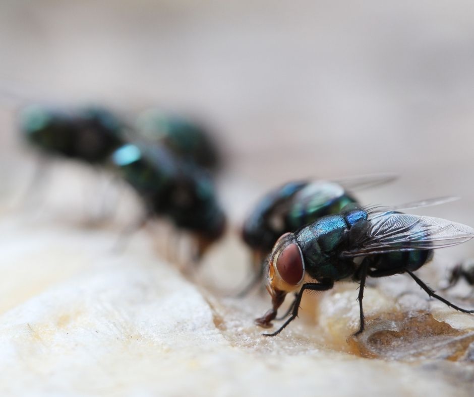 Maggot Extermination Tips for Homes in Sydney