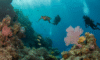 Belize Barrier Reef: The Ultimate 2025 Diving Destination