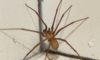 Effective Spider Pest Control Strategies for Successful Elimination