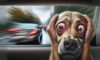 Motion Sickness Remedies for Dogs: Effective Solutions Available