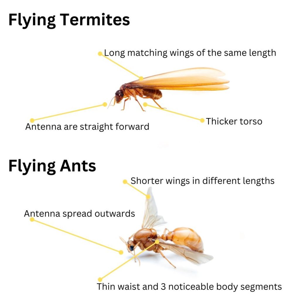 Flying Termites: Their Importance and How to Handle Them